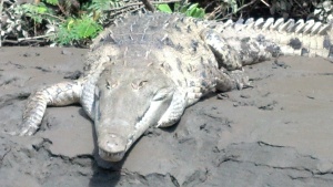 American crocodile at Palo Verde
