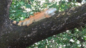 Iguana orange in mating season